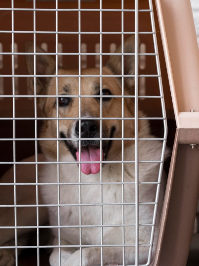 cropped-cachorro-kennel-viagem.jpg